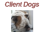 Client Dogs Slide Show